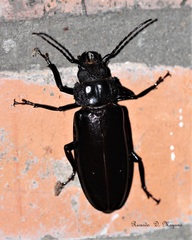 Mallodon spinibarbis