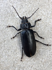 Mallodon spinibarbis