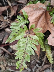 Pteris dispar