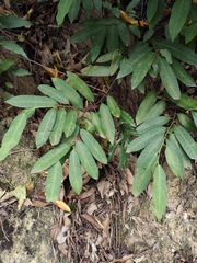 Fissistigma glaucescens