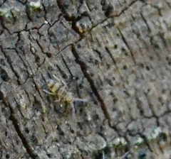 Willowsia platani