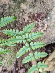 Dryopteridoideae