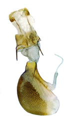 Eupithecia behrensata