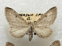 Eupithecia behrensata