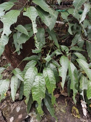 Heptapleurum heptaphyllum