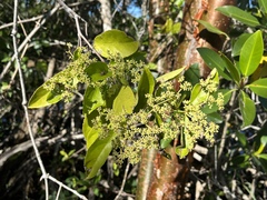 Hippocratea volubilis