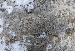 Arthonia radiata