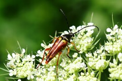 Typocerus acuticauda