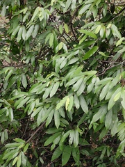 Fissistigma glaucescens