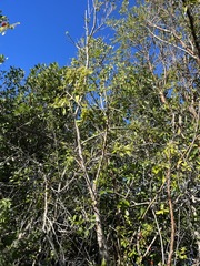 Hippocratea volubilis