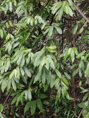 Fissistigma glaucescens