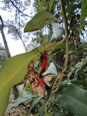 Dindymus sanguineus