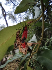 Dindymus sanguineus
