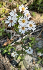 Symphyotrichum fontinale