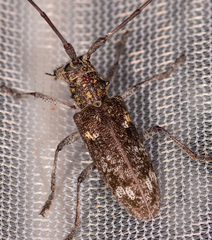 Monochamus carolinensis