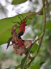 Dindymus sanguineus