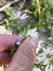 Symphyotrichum fontinale