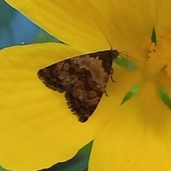 Lepidoptera