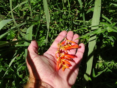 Crocosmia aurea