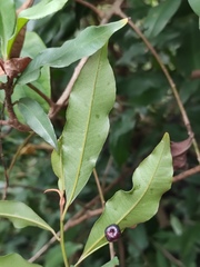 Ardisia quinquegona