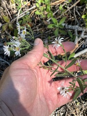 Symphyotrichum fontinale