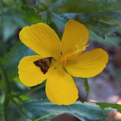 Lepidoptera