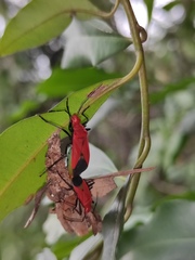 Dindymus sanguineus