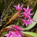 Maxillaria paleata - Photo (c) Katarina Stenman, alguns direitos reservados (CC BY-NC), uploaded by Katarina Stenman