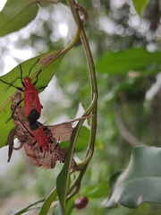 Dindymus sanguineus