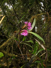 Maxillaria paleata