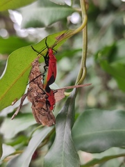 Dindymus sanguineus