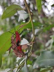Dindymus sanguineus