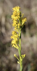 Solidago mexicana