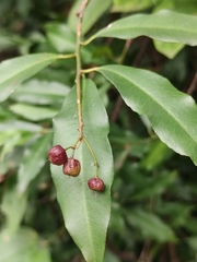 Ardisia quinquegona