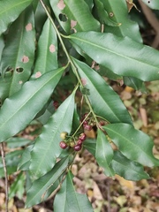 Ardisia quinquegona