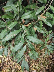 Ardisia quinquegona