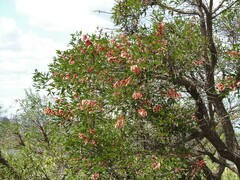 Erythrina crista-galli