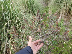 Buddleja stachyoides