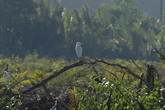 Bubulcus ibis coromandus