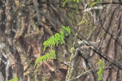 Davallia tyermannii