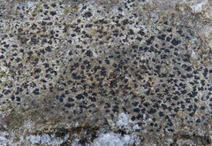 Arthonia radiata
