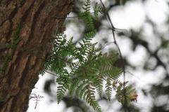 Davallia tyermannii