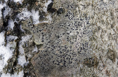 Arthonia radiata