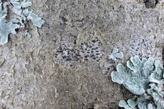Arthonia radiata