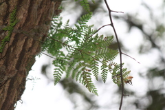 Davallia tyermannii