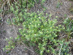 Acicarpha tribuloides