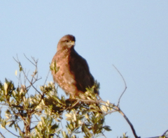Buteo