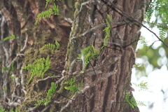 Davallia tyermannii
