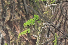 Davallia tyermannii
