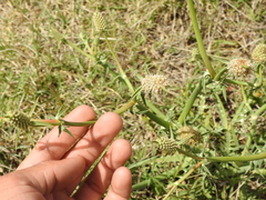 Eryngium coronatum